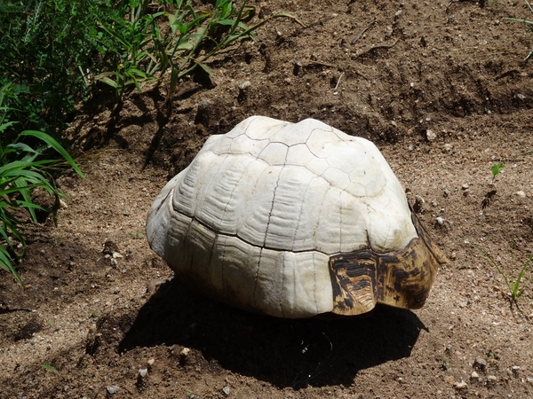 3c Lake Manyara NP _DSC00135