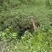 3c Lake Manyara NP _DSC00138