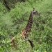 3c Lake Manyara NP _DSC00140