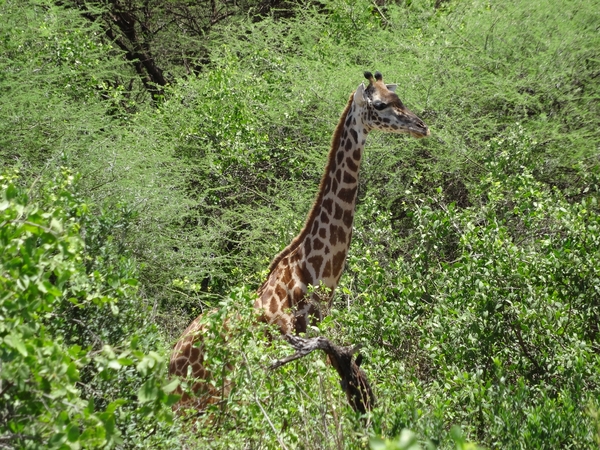 3c Lake Manyara NP _DSC00140