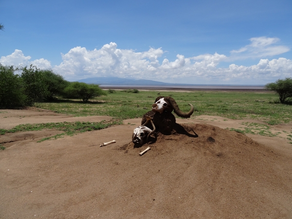 3c Lake Manyara NP _DSC00142
