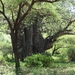 3c Lake Manyara NP _DSC00152