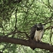 3c Lake Manyara NP _DSC00153