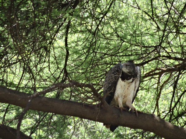 3c Lake Manyara NP _DSC00153