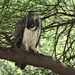 3c Lake Manyara NP _DSC00154