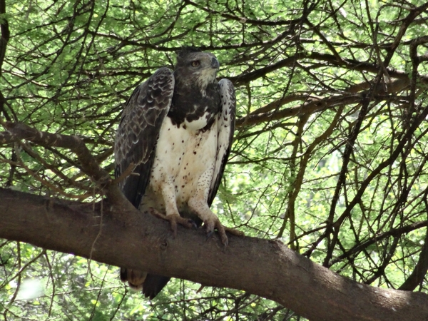 3c Lake Manyara NP _DSC00154