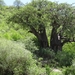 3c Lake Manyara NP _DSC00155