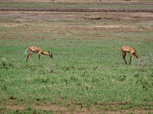 3c Lake Manyara NP _DSC00157