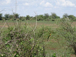 3c Lake Manyara NP _DSC00158