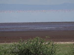 3c Lake Manyara NP _DSC00161