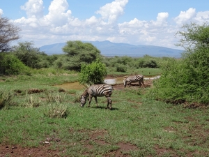 3c Lake Manyara NP _DSC00162