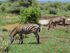 3c Lake Manyara NP _DSC00164