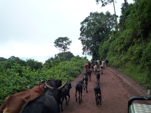 4c Ngorongoro NP,afdaling _P1210465