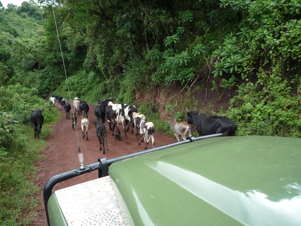 4c Ngorongoro NP,afdaling _P1210468