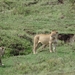 4d Ngorongoro krater _DSC00172