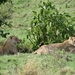 4d Ngorongoro krater _DSC00176