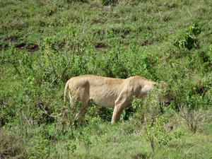 4d Ngorongoro krater _DSC00180