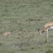 4d Ngorongoro krater _DSC00188