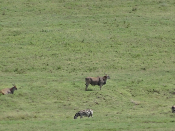 4d Ngorongoro krater _DSC00193