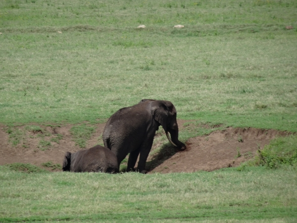 4d Ngorongoro krater _DSC00195