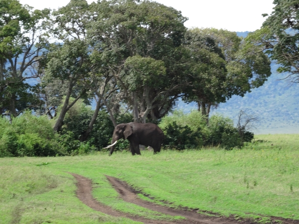 4d Ngorongoro krater _DSC00197