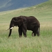 4d Ngorongoro krater _DSC00198