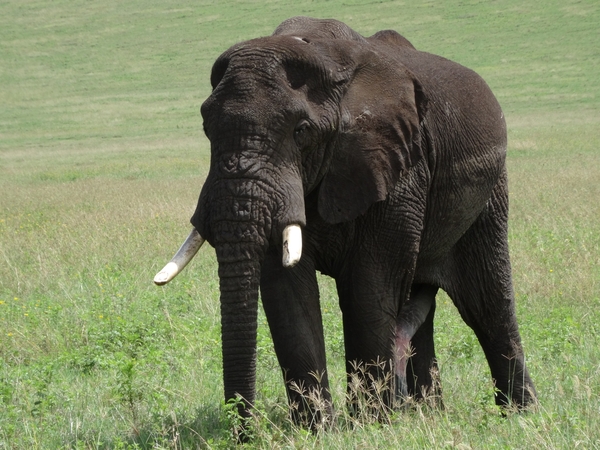 4d Ngorongoro krater _DSC00201