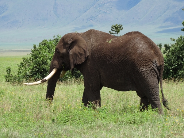 4d Ngorongoro krater _DSC00203