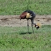 4d Ngorongoro krater _DSC00221