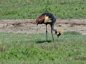 4d Ngorongoro krater _DSC00221