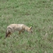 4d Ngorongoro krater _DSC00228