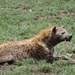 4d Ngorongoro krater _DSC00231