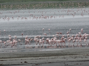 4d Ngorongoro krater _DSC00245