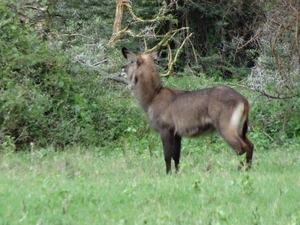 4d Ngorongoro krater _DSC00248