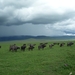 4d Ngorongoro krater _P1210523