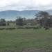 4d Ngorongoro krater _P1210530