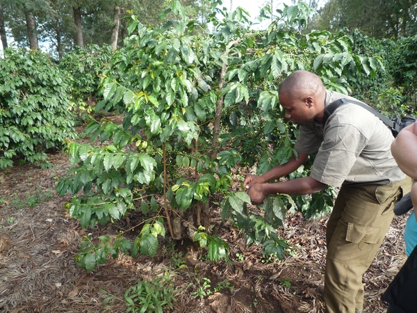 4g Karatu omg., koffieplantage wandeling _P1210560