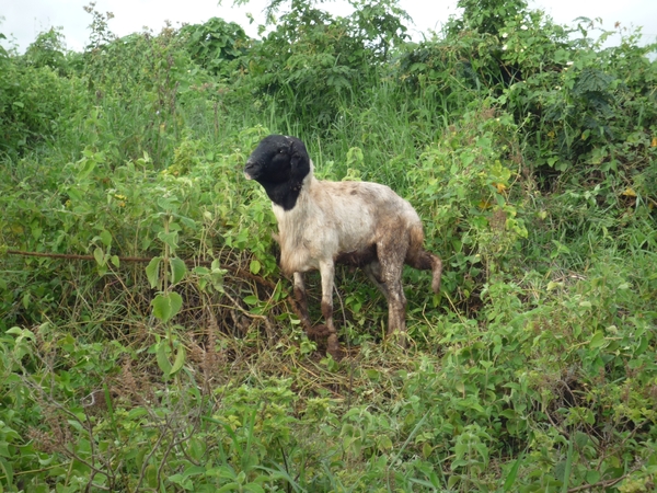 4g Karatu omg., koffieplantage wandeling _P1210565