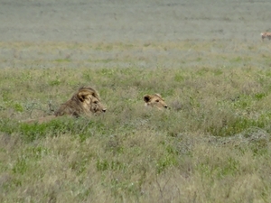 5d Serengeti, leeuwen, _DSC00274