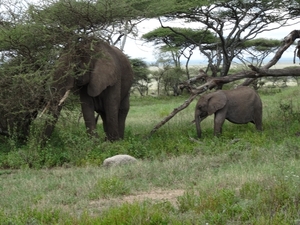 5d Serengeti, olifanten, _DSC00279