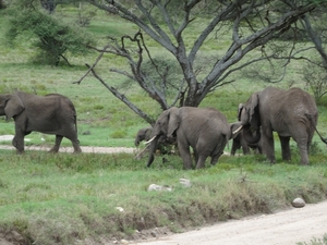 5d Serengeti, olifanten, _DSC00280