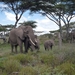 5d Serengeti, olifanten, _P1210585