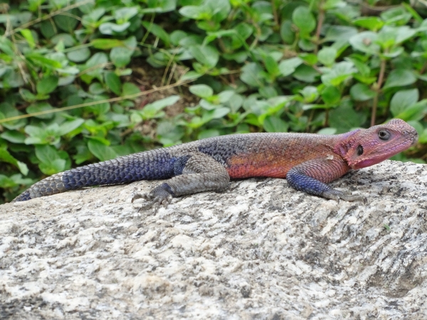 5d Serengeti, picknickplaats, _DSC00282
