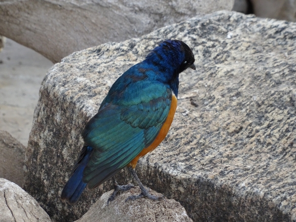 5d Serengeti, picknickplaats, _DSC00287