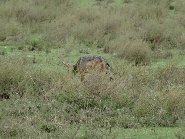 5d Serengeti, wildlive, _DSC00295