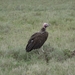 5d Serengeti, wildlive, _DSC00296