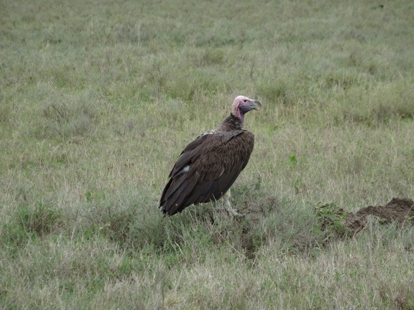 5d Serengeti, wildlive, _DSC00296