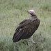 5d Serengeti, wildlive, _DSC00297