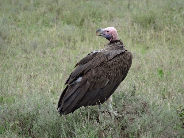 5d Serengeti, wildlive, _DSC00297