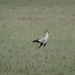 5d Serengeti, wildlive, _DSC00300